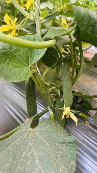 Hybrid cucumber