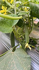 Hybrid cucumber