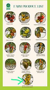 Cherry tomatoes, lettuce