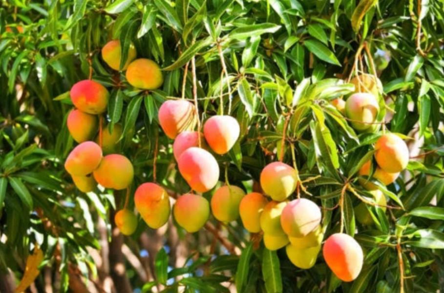 JUICY MANGOES AND FRESH CUSTARD APPLE