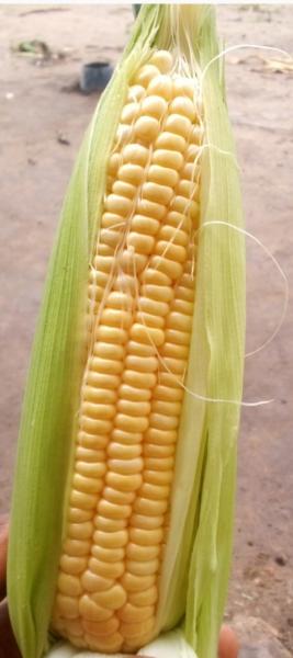 Fresh big Sweet Corn