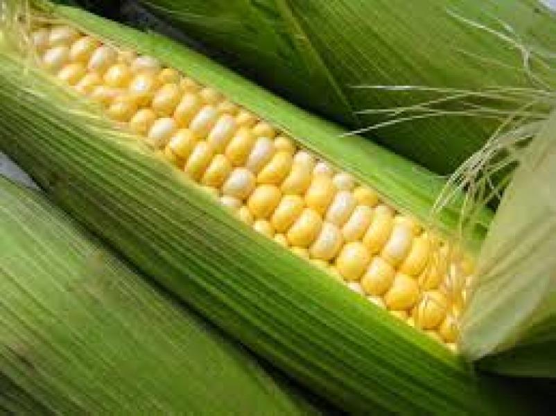 Fresh Sweet Corn