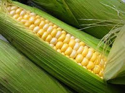 Fresh Sweet Corn