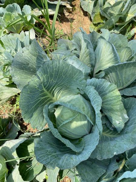 🌿 Fresh, Organic Cabbage – Grown Naturally, Protected Safely 🥬