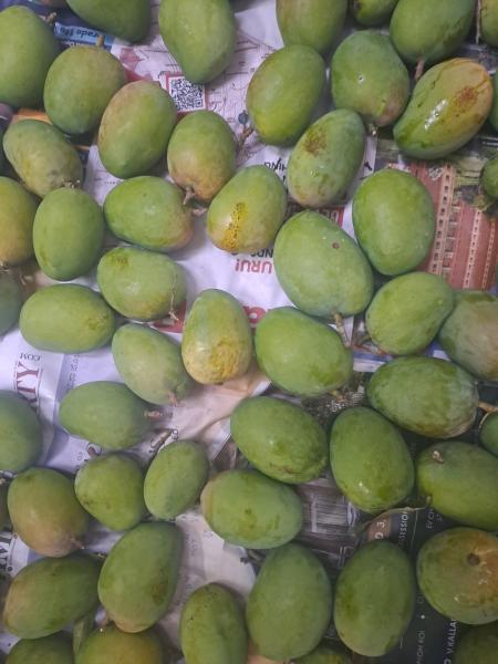Alphonso mangoes ripened naturally