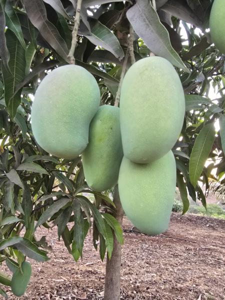 Kesar Mango, Guava, Papaya