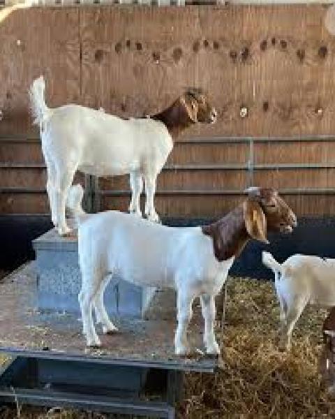 Boer Goat for sale in Nigeria