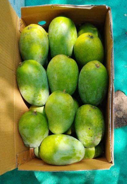 100% organic kesar mangoes