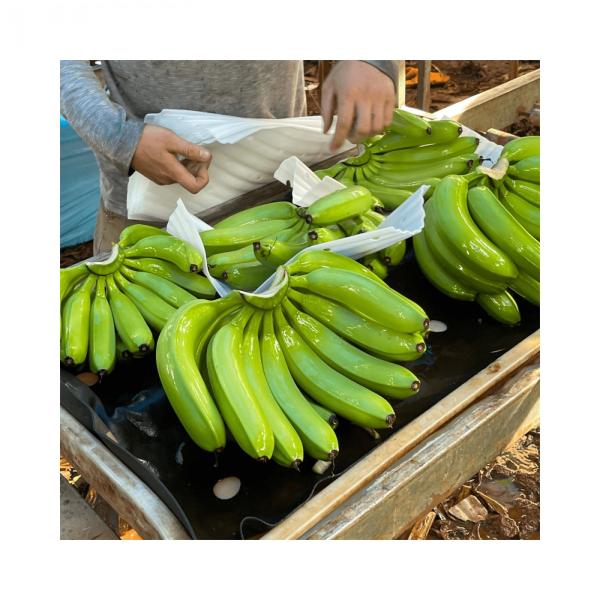 Cavendish banana