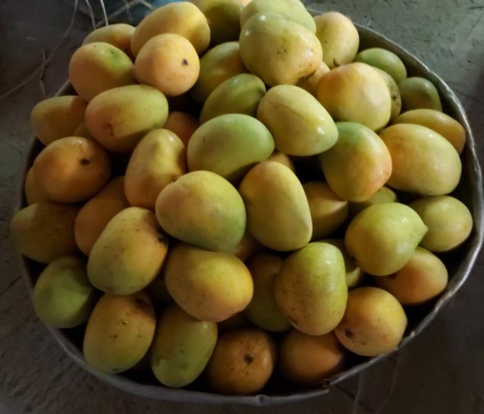Fresh cut Alphonso mangoes