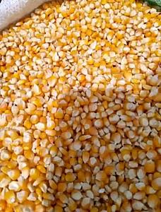 𝗖𝗼𝗿𝗻, 𝘄𝗵𝗲𝗮𝘁, 𝗺𝗶𝗹𝗹𝗲𝘁, 𝗯𝗲𝗮𝗻𝘀