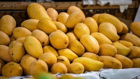 Banganapalle Mangoes