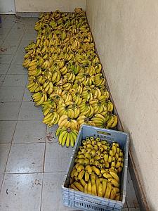 Ripe long banana