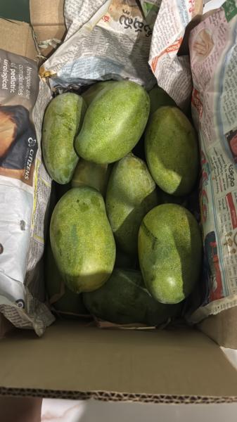 Mangoes (Cheruku Rasalu & Banganapalli)