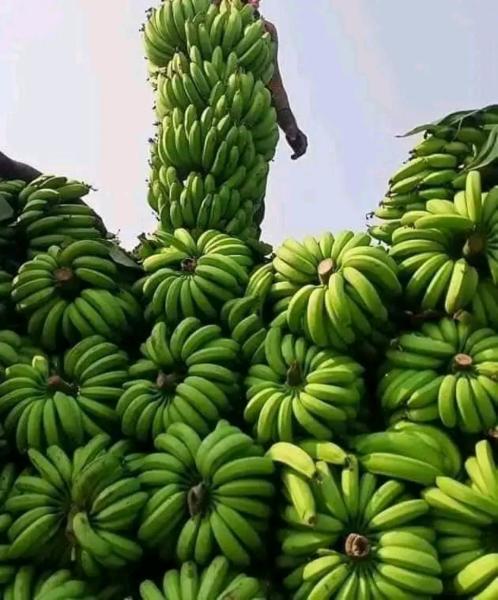 Plantain available for sale please