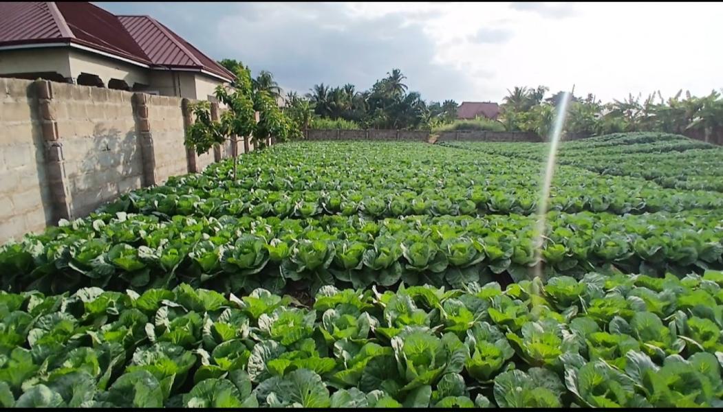 Fresh green healthy cabbage