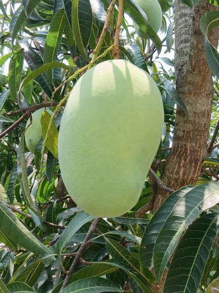 FRESH Banganapalle Mangoes, naturally riped