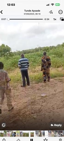 Cassava tubers on 20  acres