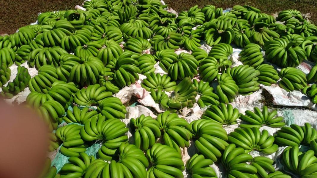 Organic fruit bananas of Cavendish/Williamson type