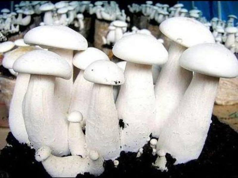 Milky Mushroom , Oyster Mushroom