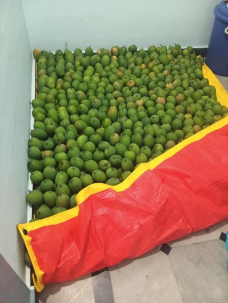 Seasonal Organic Alphonso Mango