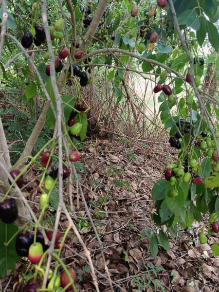 Fresh jamun plum fruits