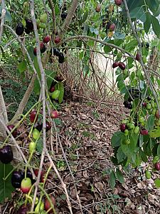 Fresh jamun plum fruits