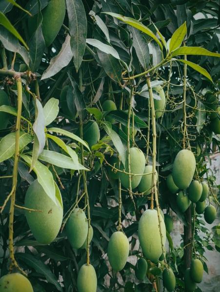 Local organic mangoes