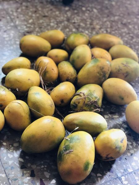 Delicious organic mangoes