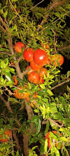Pomogranate