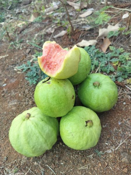 Thai Guava, Watermelon, Flower, Cape Gooseberry
