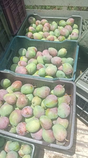 Fresh Senthura Mangoes Available