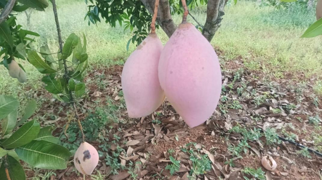 25/KG KILI MOOKU MANGOES AVAILABLE FOR BULK SALE