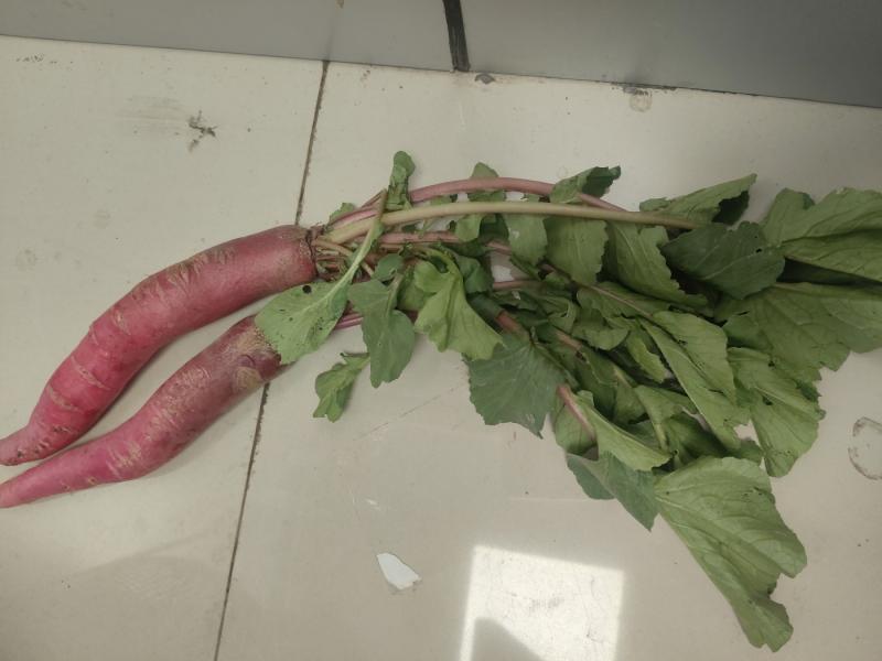 Red Radish