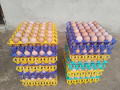 Pullet eggs