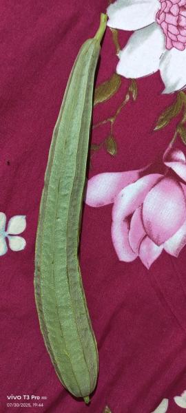 Turai तुरई pure organic