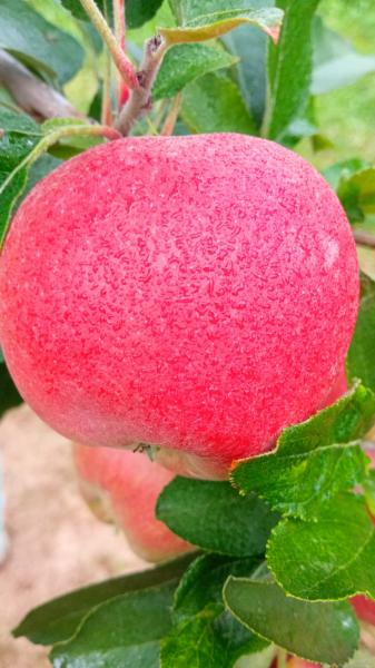 Italy Red Gala Apple 🍎