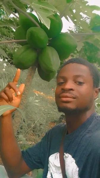 Dwarf Hybrid F1 Maradona papaya