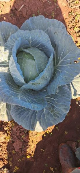 Fresh cabbages