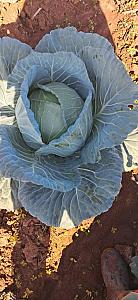 Fresh cabbages