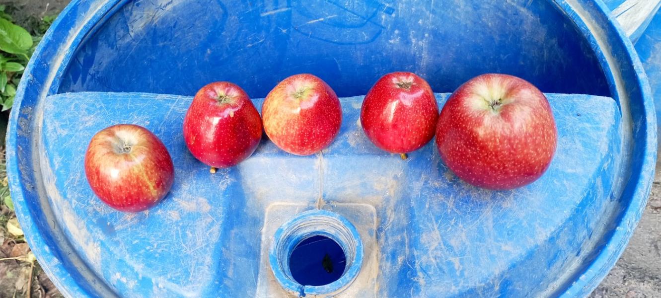 Royal delicious apple