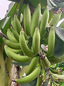 Plantain