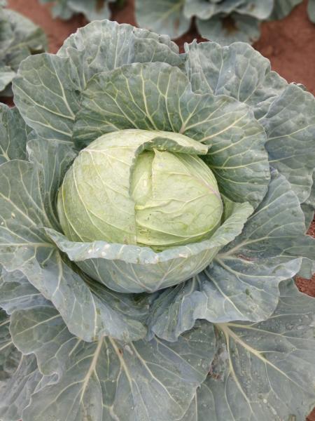 Cabbages /seasonal