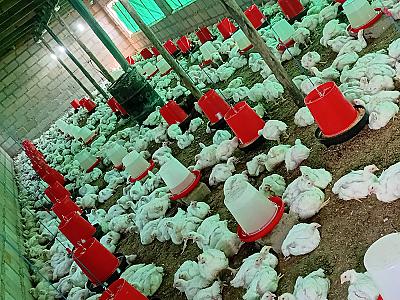 Broilers chickens
