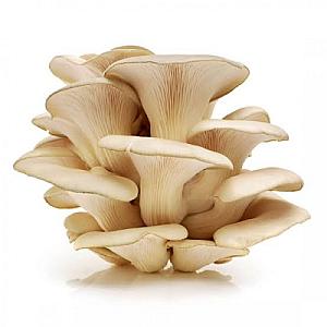 “High-quality oyster mushrooms at a lower price
