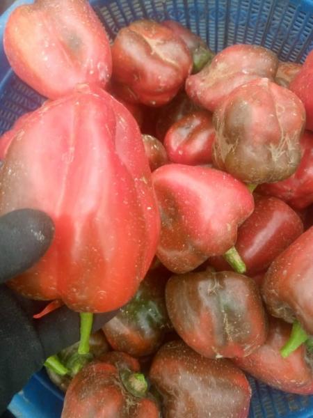 Bell peppers
