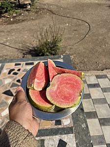 Guava