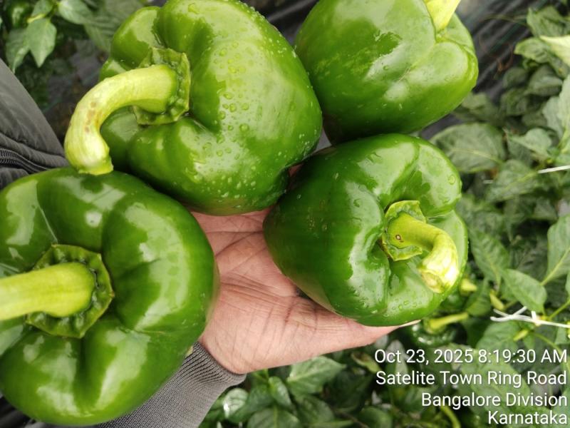 Fresh capsicum