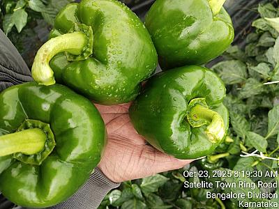 Fresh capsicum