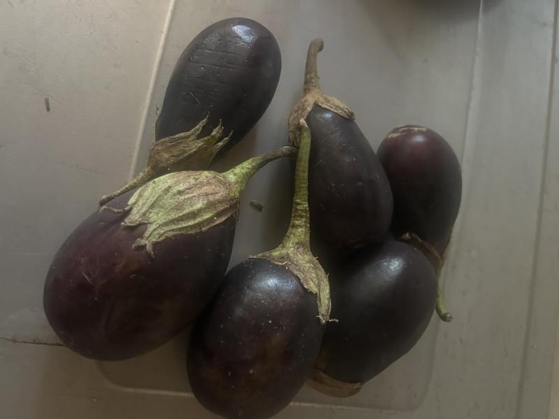 Eggplants(biriganyas)